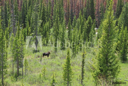 Bild på Feeding moose